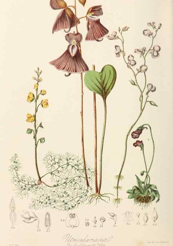 Reproducción/Reproduction 7739410896: Illustrations of the natural orders of plants with groups and descriptions.. London :Sampson Low, Son, and Marston,1868.