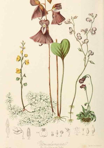 Reproducción/Reproduction 7739410896: Illustrations of the natural orders of plants with groups and descriptions.. London :Sampson Low, Son, and Marston,1868.