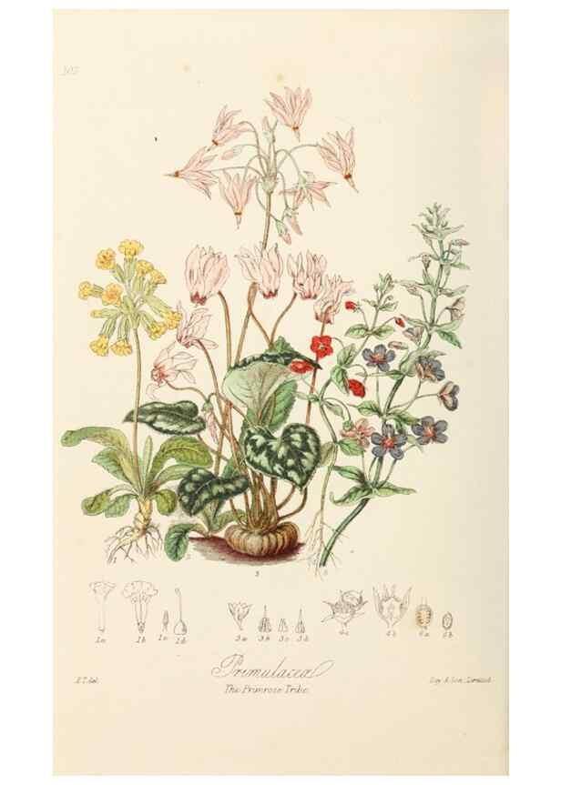 Reproducción/Reproduction 7739411742: Illustrations of the natural orders of plants with groups and descriptions.. London :Sampson Low, Son, and Marston,1868.