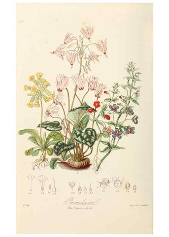 Reproducción/Reproduction 7739411742: Illustrations of the natural orders of plants with groups and descriptions.. London :Sampson Low, Son, and Marston,1868.