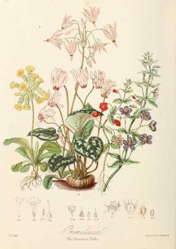 Reproducción/Reproduction 7739411742: Illustrations of the natural orders of plants with groups and descriptions.. London :Sampson Low, Son, and Marston,1868.