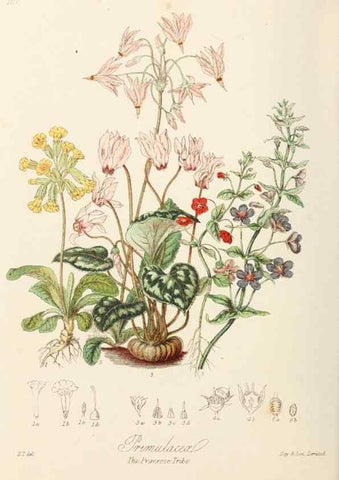 Reproducción/Reproduction 7739411742: Illustrations of the natural orders of plants with groups and descriptions.. London :Sampson Low, Son, and Marston,1868.