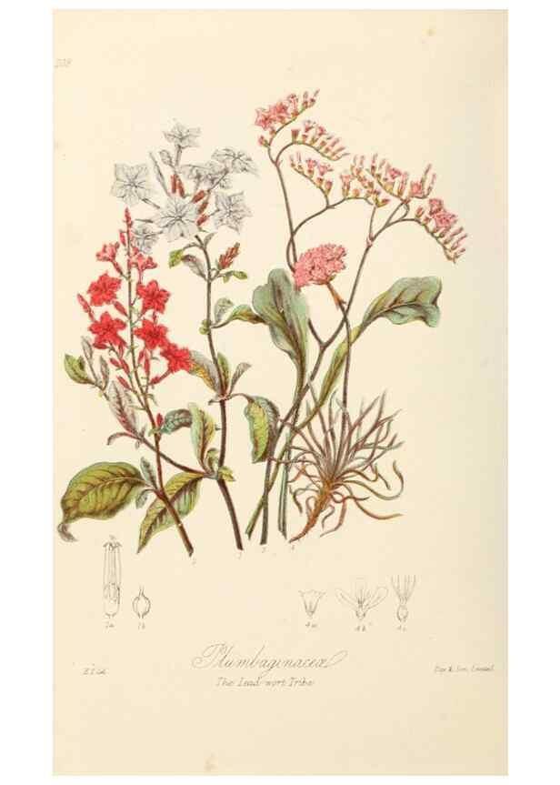 Reproducción/Reproduction 7739412642: Illustrations of the natural orders of plants with groups and descriptions.. London :Sampson Low, Son, and Marston,1868.