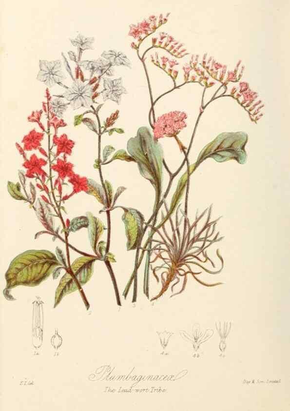 Reproducción/Reproduction 7739412642: Illustrations of the natural orders of plants with groups and descriptions.. London :Sampson Low, Son, and Marston,1868.