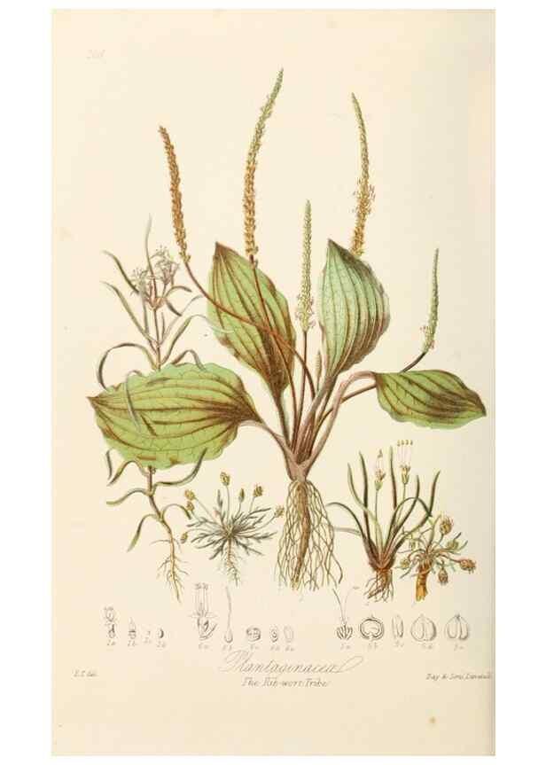 Reproducción/Reproduction 7739413448: Illustrations of the natural orders of plants with groups and descriptions.. London :Sampson Low, Son, and Marston,1868.