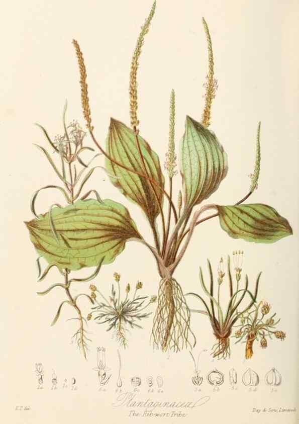 Reproducción/Reproduction 7739413448: Illustrations of the natural orders of plants with groups and descriptions.. London :Sampson Low, Son, and Marston,1868.