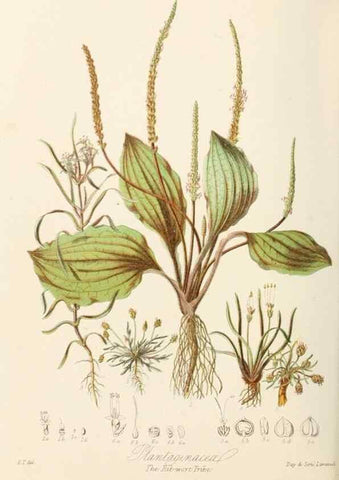 Reproducción/Reproduction 7739413448: Illustrations of the natural orders of plants with groups and descriptions.. London :Sampson Low, Son, and Marston,1868.