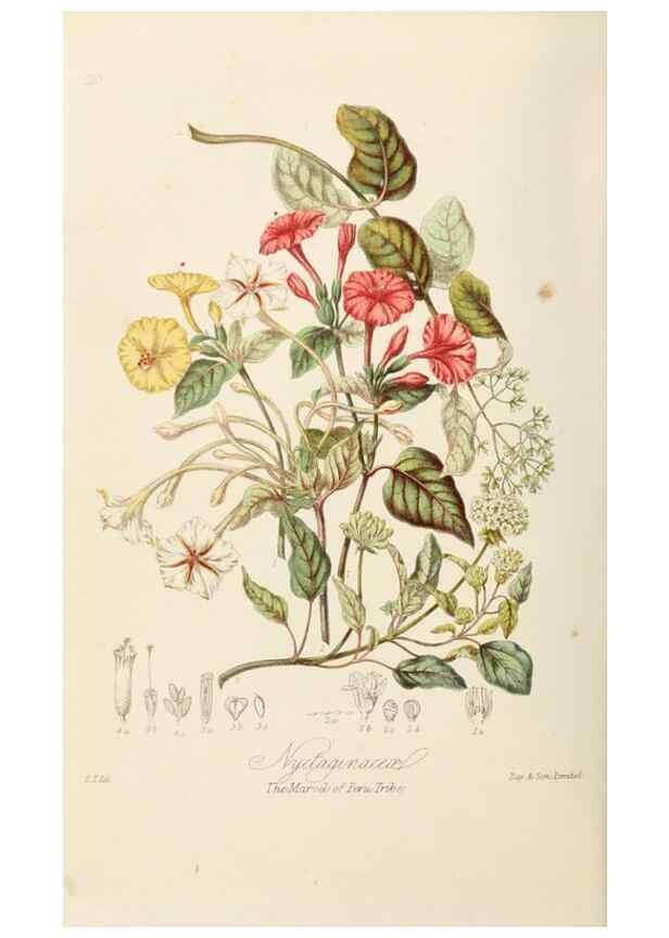 Reproducción/Reproduction 7739414680: Illustrations of the natural orders of plants with groups and descriptions.. London :Sampson Low, Son, and Marston,1868.
