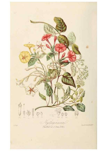 Reproducción/Reproduction 7739414680: Illustrations of the natural orders of plants with groups and descriptions.. London :Sampson Low, Son, and Marston,1868.