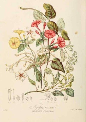 Reproducción/Reproduction 7739414680: Illustrations of the natural orders of plants with groups and descriptions.. London :Sampson Low, Son, and Marston,1868.