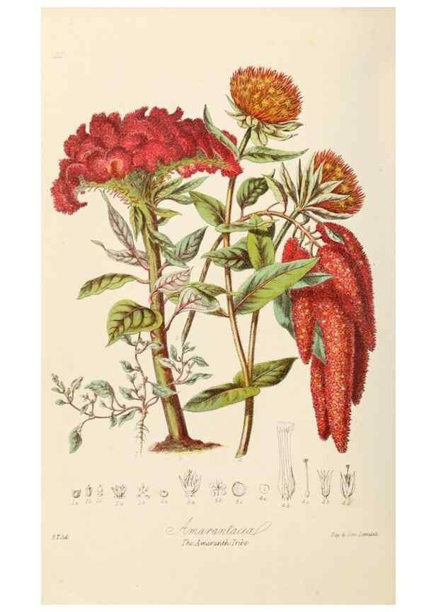 Reproducción/Reproduction 7739415562: Illustrations of the natural orders of plants with groups and descriptions.. London :Sampson Low, Son, and Marston,1868.