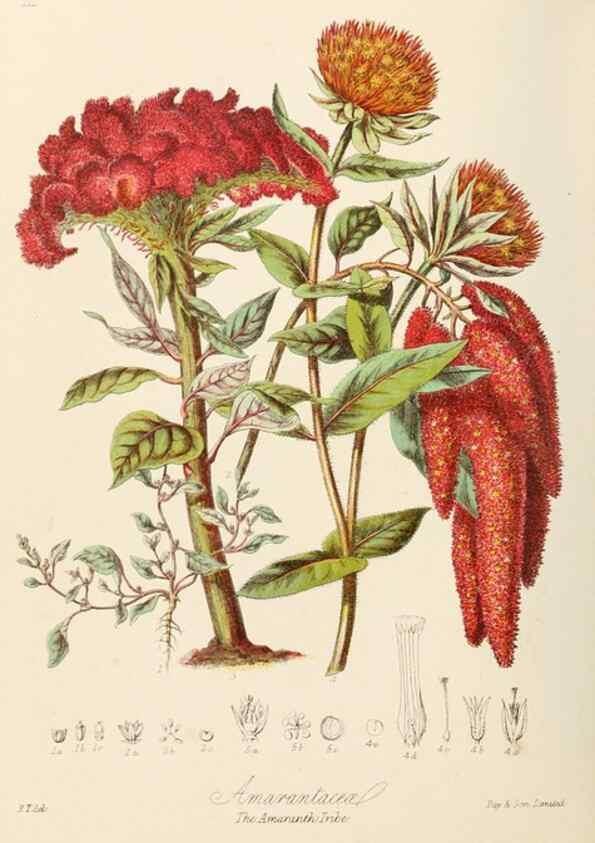 Reproducción/Reproduction 7739415562: Illustrations of the natural orders of plants with groups and descriptions.. London :Sampson Low, Son, and Marston,1868.