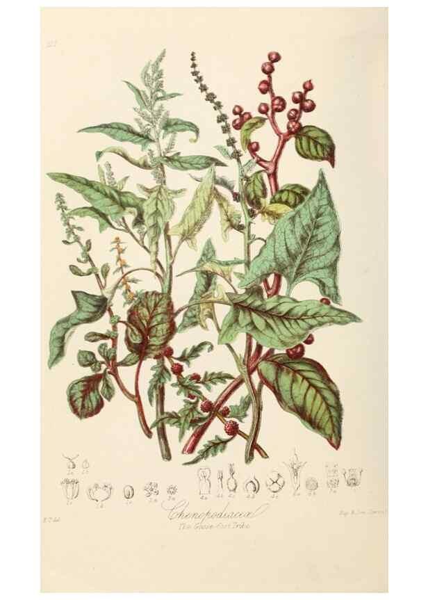 Reproducción/Reproduction 7739416466: Illustrations of the natural orders of plants with groups and descriptions.. London :Sampson Low, Son, and Marston,1868.