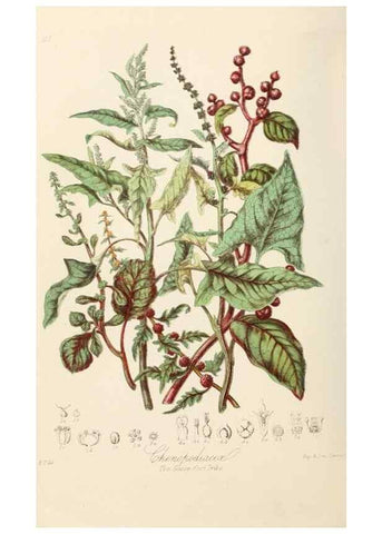 Reproducción/Reproduction 7739416466: Illustrations of the natural orders of plants with groups and descriptions.. London :Sampson Low, Son, and Marston,1868.