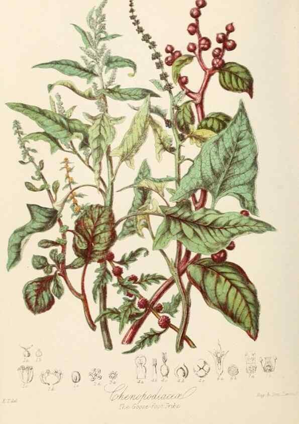 Reproducción/Reproduction 7739416466: Illustrations of the natural orders of plants with groups and descriptions.. London :Sampson Low, Son, and Marston,1868.