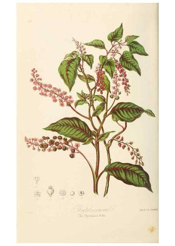 Reproducción/Reproduction 7739417374: Illustrations of the natural orders of plants with groups and descriptions.. London :Sampson Low, Son, and Marston,1868.