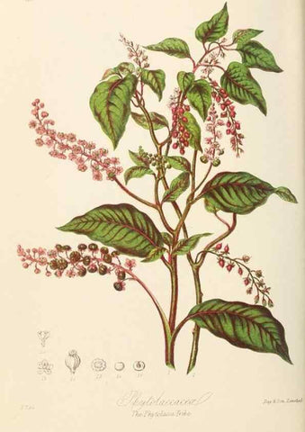 Reproducción/Reproduction 7739417374: Illustrations of the natural orders of plants with groups and descriptions.. London :Sampson Low, Son, and Marston,1868.