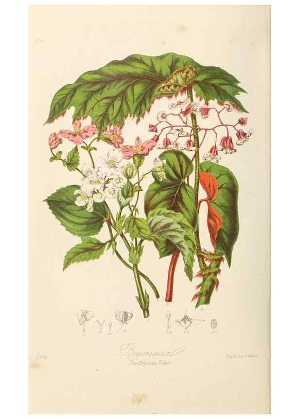 Reproducción/Reproduction 7739418192: Illustrations of the natural orders of plants with groups and descriptions.. London :Sampson Low, Son, and Marston,1868.