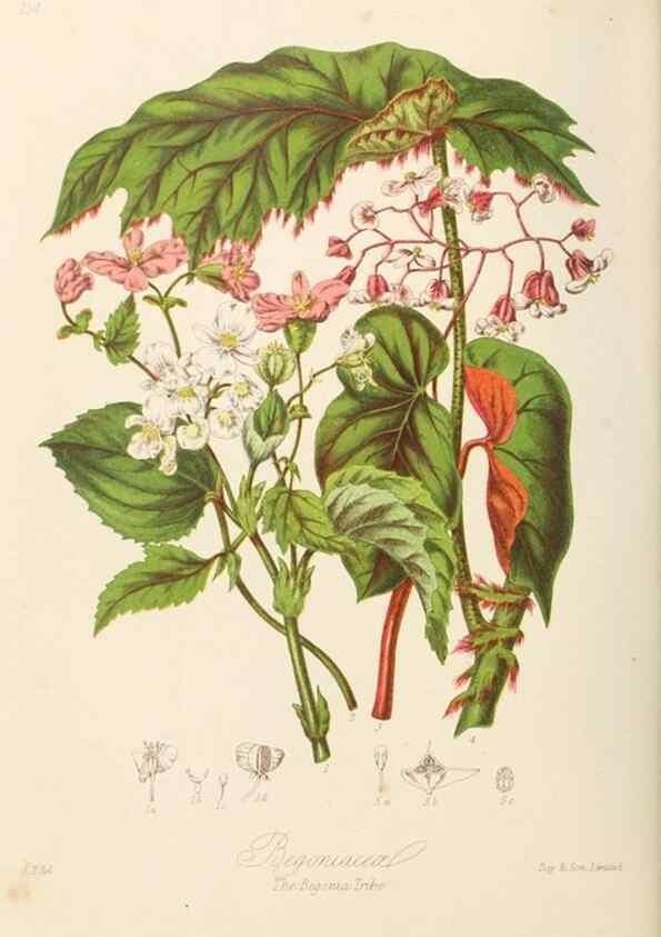 Reproducción/Reproduction 7739418192: Illustrations of the natural orders of plants with groups and descriptions.. London :Sampson Low, Son, and Marston,1868.