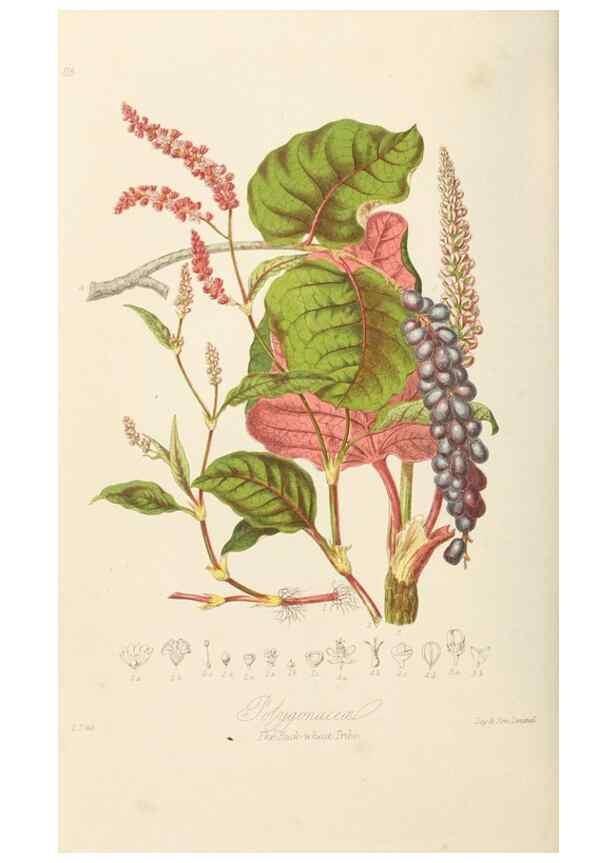 Reproducción/Reproduction 7739419006: Illustrations of the natural orders of plants with groups and descriptions.. London :Sampson Low, Son, and Marston,1868.