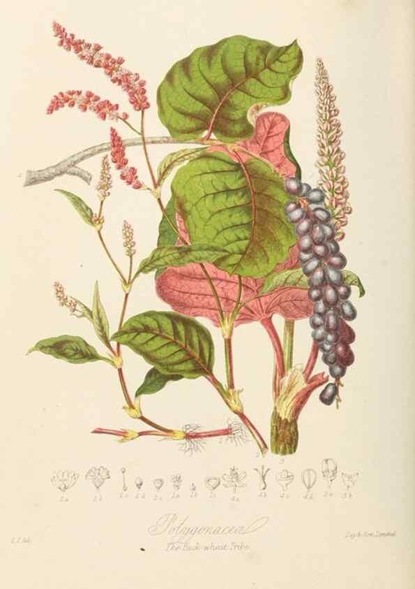 Reproducción/Reproduction 7739419006: Illustrations of the natural orders of plants with groups and descriptions.. London :Sampson Low, Son, and Marston,1868.