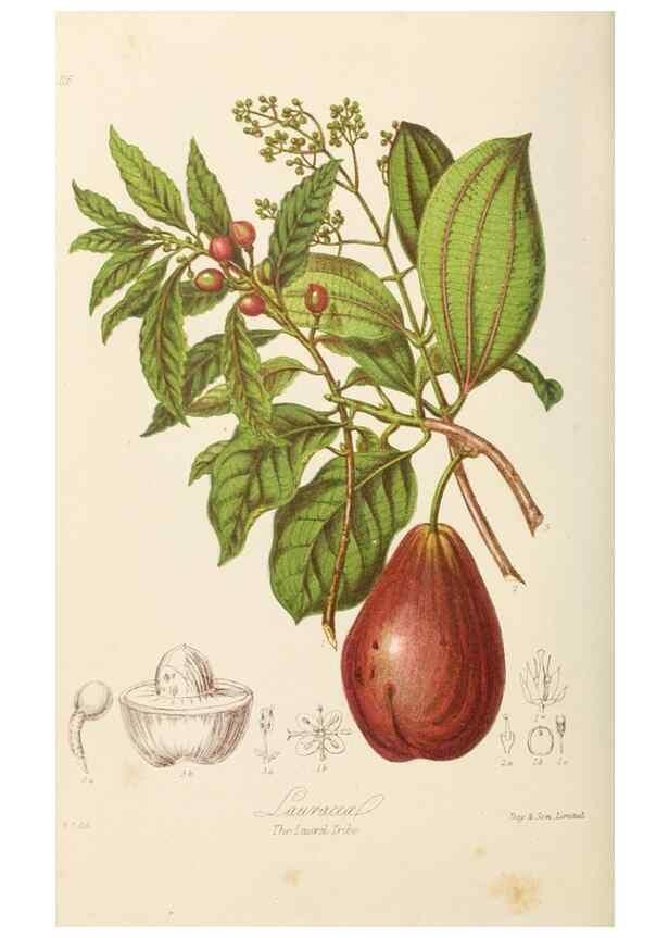 Reproducción/Reproduction 7739419846: Illustrations of the natural orders of plants with groups and descriptions.. London :Sampson Low, Son, and Marston,1868.