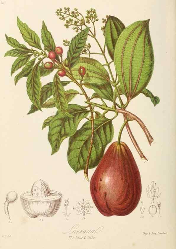 Reproducción/Reproduction 7739419846: Illustrations of the natural orders of plants with groups and descriptions.. London :Sampson Low, Son, and Marston,1868.