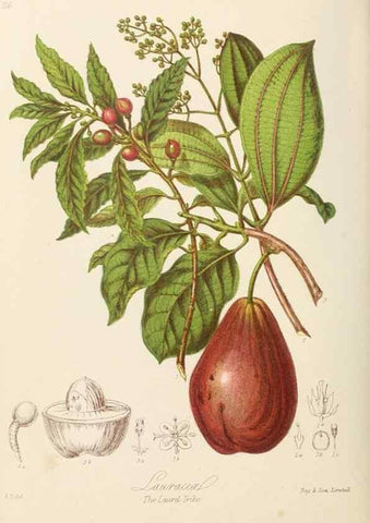 Reproducción/Reproduction 7739419846: Illustrations of the natural orders of plants with groups and descriptions.. London :Sampson Low, Son, and Marston,1868.