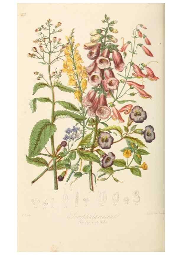 Reproducción/Reproduction 7739406578: Illustrations of the natural orders of plants with groups and descriptions.. London :Sampson Low, Son, and Marston,1868.