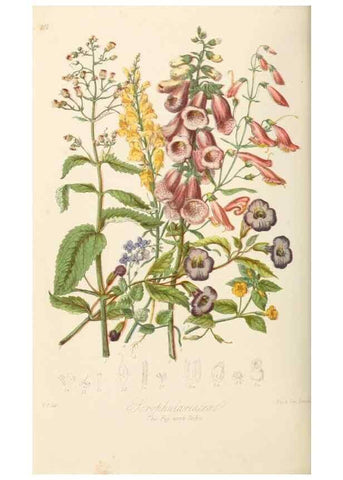 Reproducción/Reproduction 7739406578: Illustrations of the natural orders of plants with groups and descriptions.. London :Sampson Low, Son, and Marston,1868.