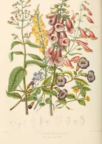 Reproducción/Reproduction 7739406578: Illustrations of the natural orders of plants with groups and descriptions.. London :Sampson Low, Son, and Marston,1868.