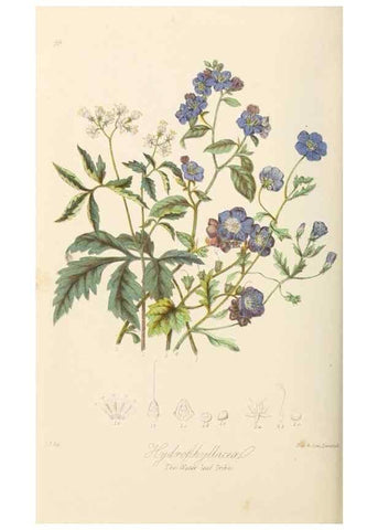 Reproducción/Reproduction 7739405528: Illustrations of the natural orders of plants with groups and descriptions.. London :Sampson Low, Son, and Marston,1868.