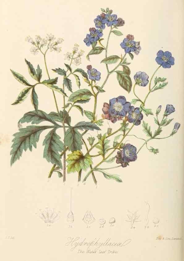 Reproducción/Reproduction 7739405528: Illustrations of the natural orders of plants with groups and descriptions.. London :Sampson Low, Son, and Marston,1868.