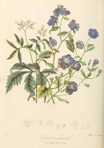 Reproducción/Reproduction 7739405528: Illustrations of the natural orders of plants with groups and descriptions.. London :Sampson Low, Son, and Marston,1868.