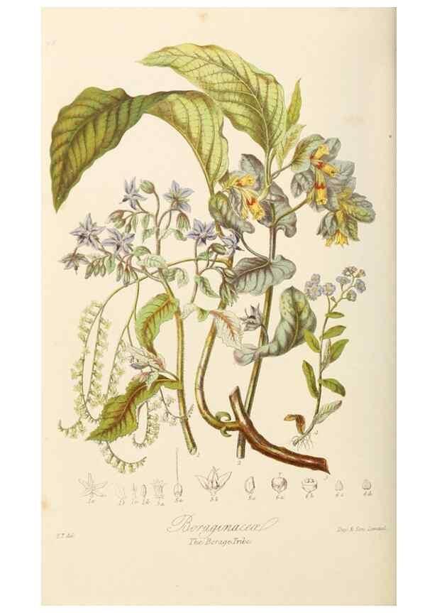 Reproducción/Reproduction 7739404670: Illustrations of the natural orders of plants with groups and descriptions.. London :Sampson Low, Son, and Marston,1868.