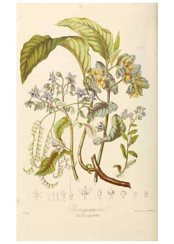 Reproducción/Reproduction 7739404670: Illustrations of the natural orders of plants with groups and descriptions.. London :Sampson Low, Son, and Marston,1868.
