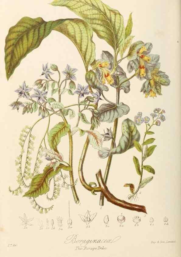 Reproducción/Reproduction 7739404670: Illustrations of the natural orders of plants with groups and descriptions.. London :Sampson Low, Son, and Marston,1868.