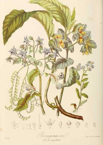 Reproducción/Reproduction 7739404670: Illustrations of the natural orders of plants with groups and descriptions.. London :Sampson Low, Son, and Marston,1868.