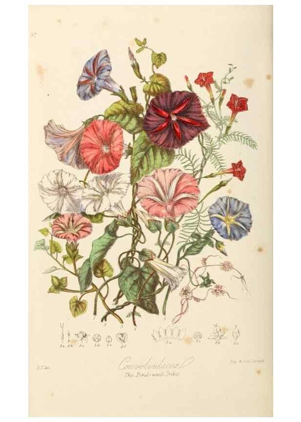 Reproducción/Reproduction 7739403782: Illustrations of the natural orders of plants with groups and descriptions.. London :Sampson Low, Son, and Marston,1868.