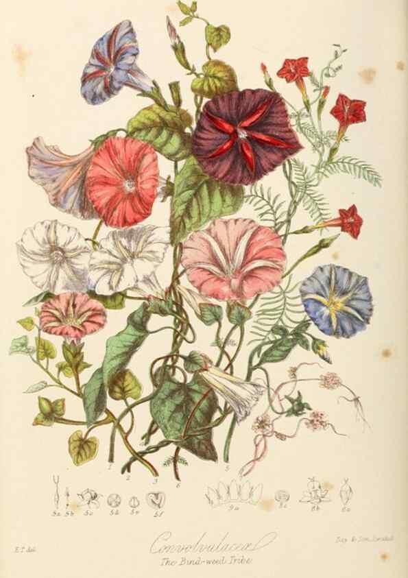 Reproducción/Reproduction 7739403782: Illustrations of the natural orders of plants with groups and descriptions.. London :Sampson Low, Son, and Marston,1868.
