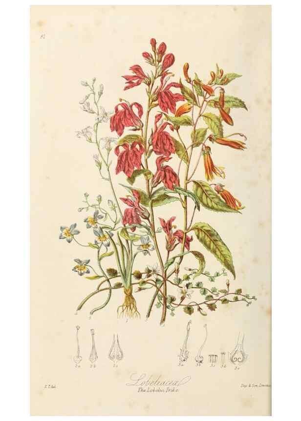 Reproducción/Reproduction 7739389600: Illustrations of the natural orders of plants with groups and descriptions.. London :Sampson Low, Son, and Marston,1868.