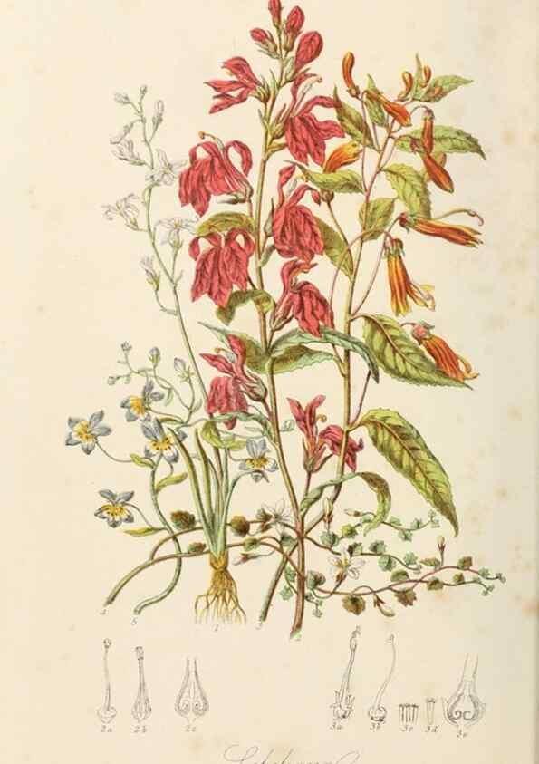 Reproducción/Reproduction 7739389600: Illustrations of the natural orders of plants with groups and descriptions.. London :Sampson Low, Son, and Marston,1868.