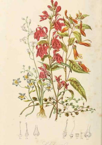 Reproducción/Reproduction 7739389600: Illustrations of the natural orders of plants with groups and descriptions.. London :Sampson Low, Son, and Marston,1868.