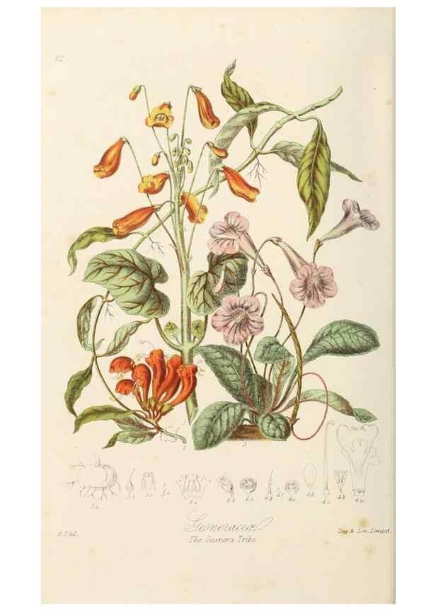 Reproducción/Reproduction 7739390662: Illustrations of the natural orders of plants with groups and descriptions.. London :Sampson Low, Son, and Marston,1868.