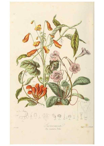 Reproducción/Reproduction 7739390662: Illustrations of the natural orders of plants with groups and descriptions.. London :Sampson Low, Son, and Marston,1868.