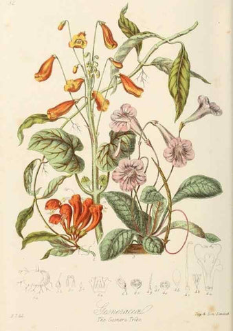 Reproducción/Reproduction 7739390662: Illustrations of the natural orders of plants with groups and descriptions.. London :Sampson Low, Son, and Marston,1868.