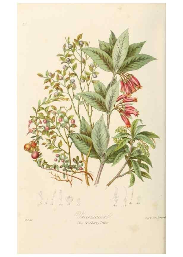 Reproducción/Reproduction 7739391506: Illustrations of the natural orders of plants with groups and descriptions.. London :Sampson Low, Son, and Marston,1868.