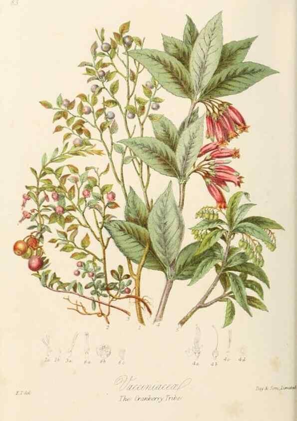 Reproducción/Reproduction 7739391506: Illustrations of the natural orders of plants with groups and descriptions.. London :Sampson Low, Son, and Marston,1868.
