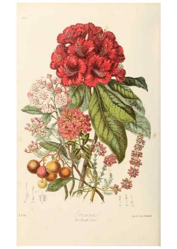 Reproducción/Reproduction 7739392366: Illustrations of the natural orders of plants with groups and descriptions.. London :Sampson Low, Son, and Marston,1868.