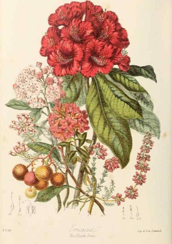Reproducción/Reproduction 7739392366: Illustrations of the natural orders of plants with groups and descriptions.. London :Sampson Low, Son, and Marston,1868.